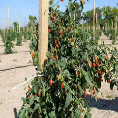 Goji Beeren 100g (Bocksdornbeeren) – Natürliche Superfrucht mit fruchtigem Geschmack