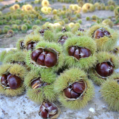 Châtaigne Buldan (Denizli/Türkiye) – Moulin Castanea Sativa - 1kg