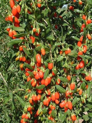 Goji Beeren 100g (Bocksdornbeeren) – Natürliche Superfrucht mit fruchtigem Geschmack