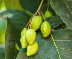 Schwarze Haritaki 100g (Terminalia Chebula) – Naturprodukt in Premium-Qualität - KARA HALİLE