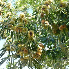 Buldan Kastanie (Denizli/Türkei) – Castanea Sativa Mill - 1kg