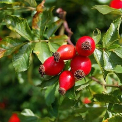 Hagebuttentee 200g – Traditioneller Kräutertee mit fruchtigem Aroma