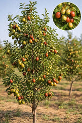 Kurutulmuş Hünnap 200g – Premium Kalite Doğal Meyve
