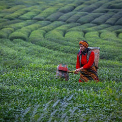 Schwarztee 500g - Çaykur Altınbaş Çay