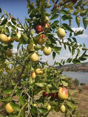Kurutulmuş Hünnap 200g – Premium Kalite Doğal Meyve